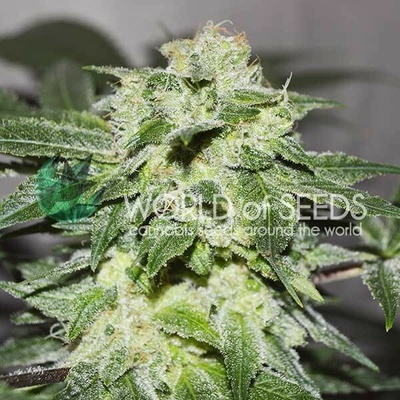 World of Seeds Chronic Haze semienka neobsahujú THC 12 ks