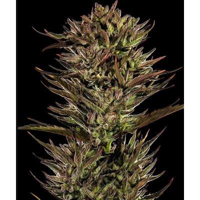 Dutch Passion Auto Glueberry O.G. 0% THC Balenie: 1 ks