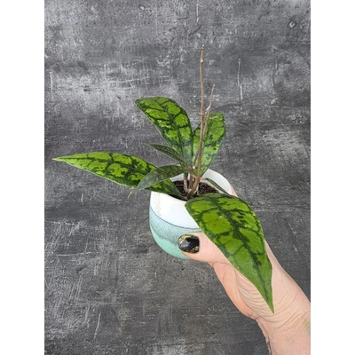 Hoya Callistophylla black mini