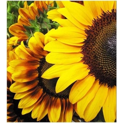 DIMEX ART Флизелинов фототапет слънчогледи 225 x 250 см