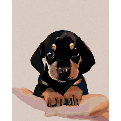 zuty Šteňa krátkosrstého jazvečíka 40 x 50 cm vypnuté plátno na rám 8596530041771