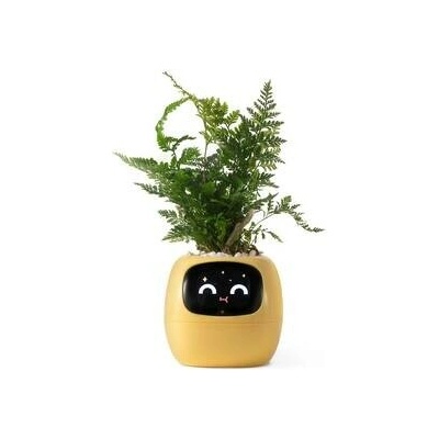 kwiatydonice PlantsIO BŘEČŤAN ŽLUTÝ