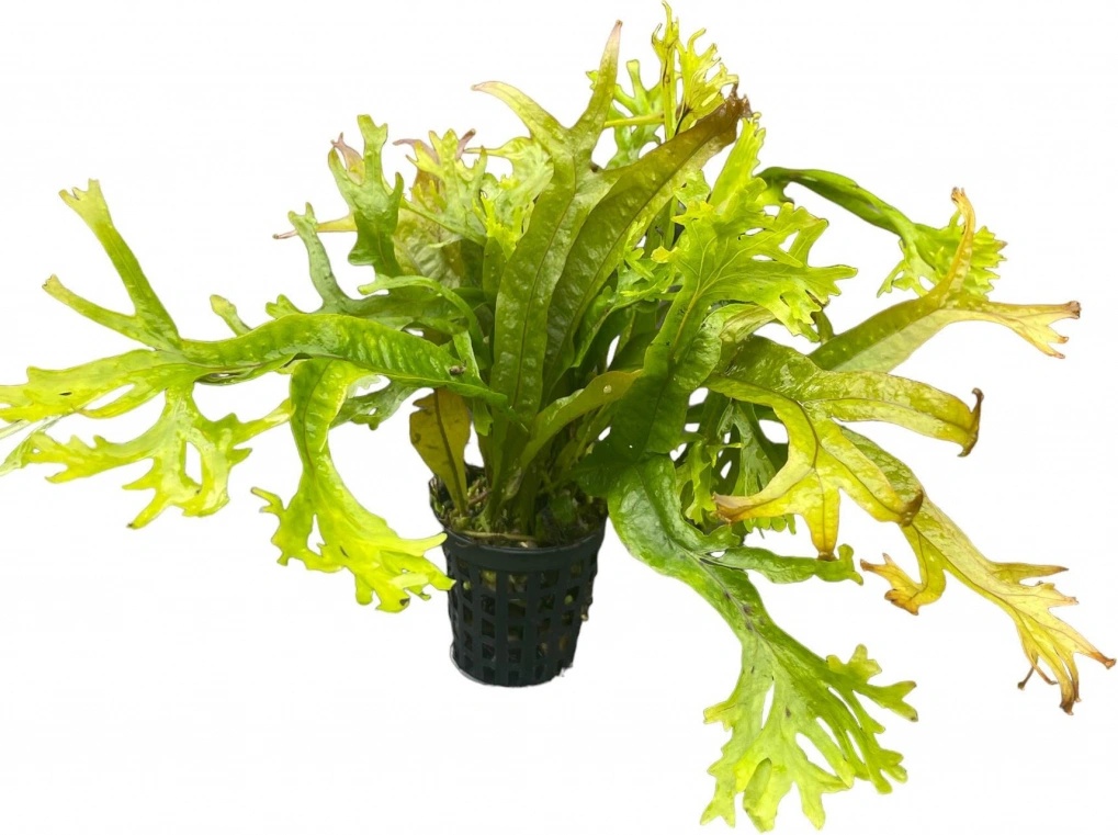 Microsorium pteropus