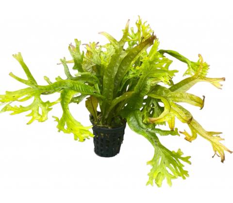 Microsorium pteropus