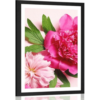 Plakát s paspartou pivoňky v růžové barvě - 30x45 black