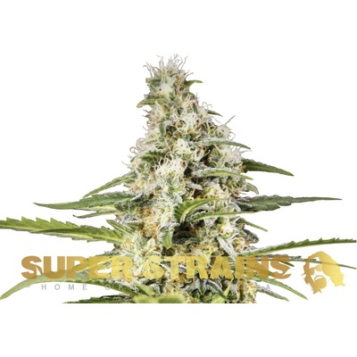 Super Strains Girl Scout Cookies semienka neobsahujú THC 1 ks