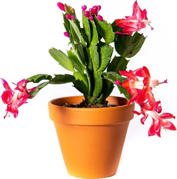 kentia palme toom Palm Howea Kentia – ShopTropicals
