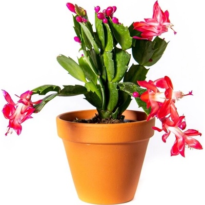 Gardners Schlumbergera mix, průměr 9-10,5 cm Vánoční kaktus – Zboží Dáma
