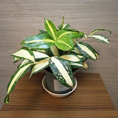 Dracaena Surculosa Milky Way č4