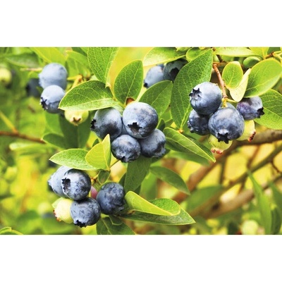 Čučoriedka BIO FloraSelf Bio Vaccinium corymbosum 'Goldtraube' výška cca 30 cm kvetináč 2 l