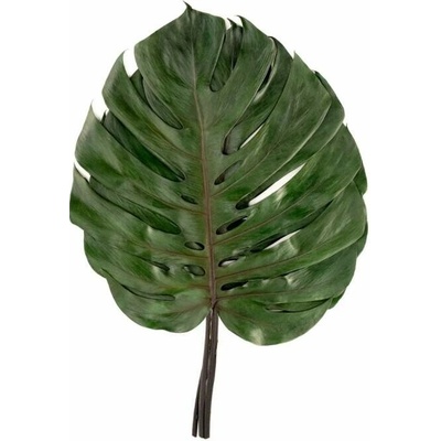 Verdissimo Monstera