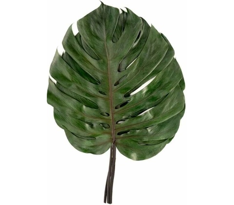 Verdissimo Monstera