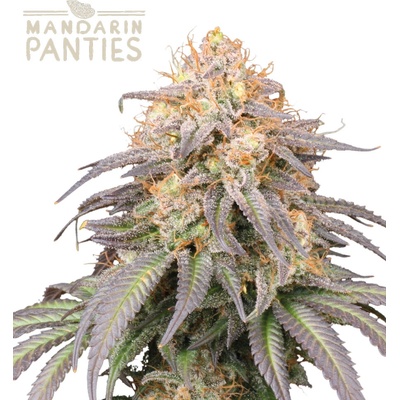 Seedstockers Mandarin Panties semena neobsahují THC 3 ks