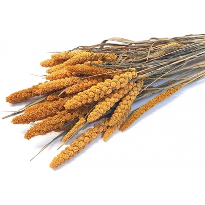Setárie sušená hořčicová (Setaria Italica), svazek 150g