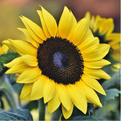 Slnečnica Sunrich Lemon - Helianthus annuus - semená slnečnice - 8 ks