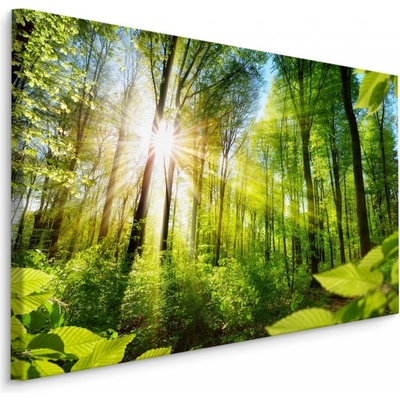 Plátno Východ Slunce V Zeleném Lese Varianta: 40x30