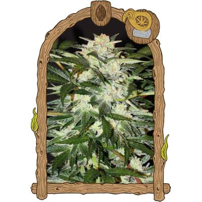 Exotic Seeds Monster Mash AUTO semena neobsahují THC 5 ks