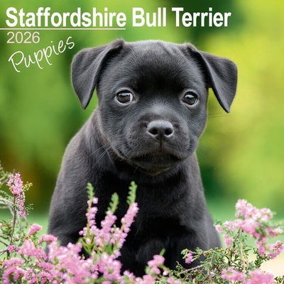 Stafford Bull Terrier, 30,5 x 30,5 30,5 x 61 cm 2026