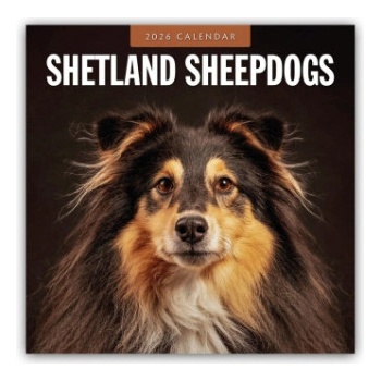 Browntrout Verlags GmbH Shetland Sheepdogs - Sheltie 2026 - 16-Monatskalender | Red Robin
