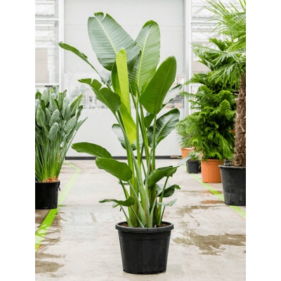 Strelitzia nicolai 40x180 cm