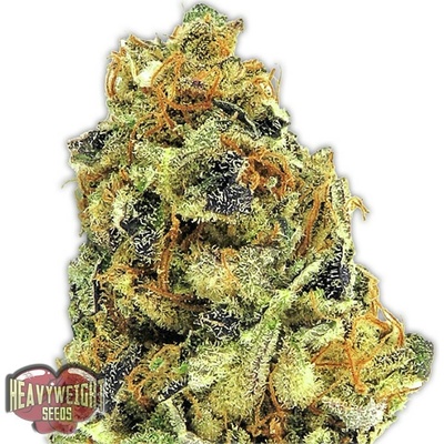 Heavyweight Seeds K.O. Kush semienka neobsahujú THC 3 ks
