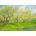 Enjoy - Puzzle Vincent Van Gogh: Orchard in Blossom - 1 000 piese