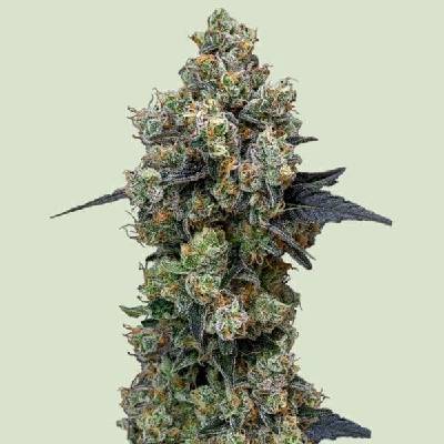 Royal Queen Seeds Orbital Banana F1 semena neobsahují THC 3 ks