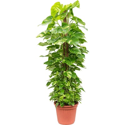 Scindapsus (Epipremnum) pinn. on moss-pole stlp 180 cm 40x190 cm