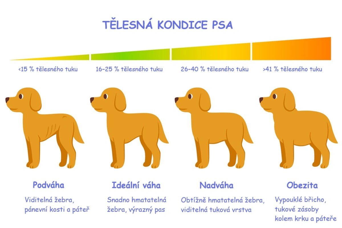 Grafické znázornění tělesné kondice psa