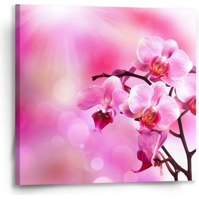 Sablio Obraz Květy orchideje - 50x50 cm