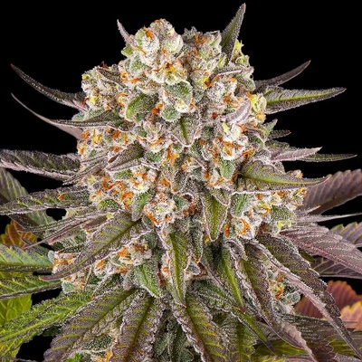 Barney´s Farm Limoncello semienka neobsahujú THC 10 ks