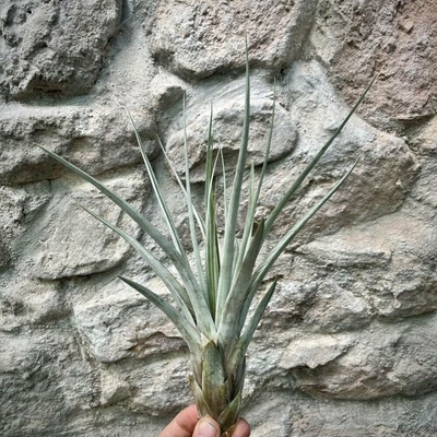 Tillandsia fasciculata