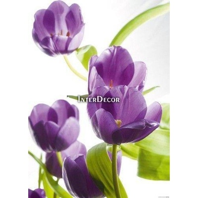 Fialové tulipány 1 deska 50x70
