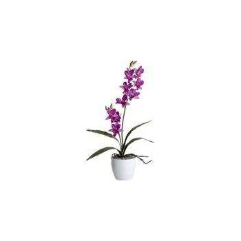 Orchidej 60cm fialová (bez květináče) - Gasper