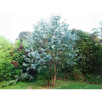 Eukalyptus Gunnii Azura, výška 40-60 cm, kvetináč 19 cm