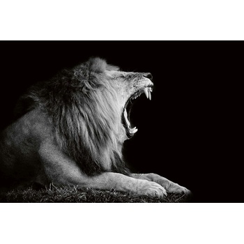 DIMEX ART s. r. o Флизелинов фототапет лъв в тъмното 375 x 250 см