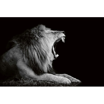DIMEX ART Флизелинов фототапет лъв в тъмното 375 x 250 см