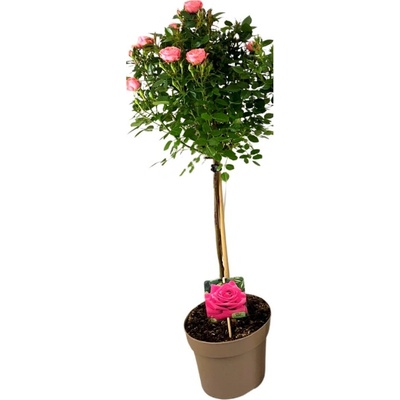 Ruža stromčeková ružová na 40 cm kmienku, výška 70-90 cm, kvetináč 19 cm