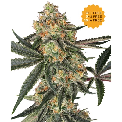 Sensi Seeds Super Lemon Cherry semienka neobsahujú THC 3 ks