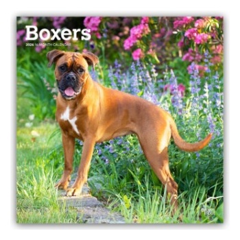 Browntrout Verlags GmbH Boxers - Boxer 2026 - 16-Monatskalender