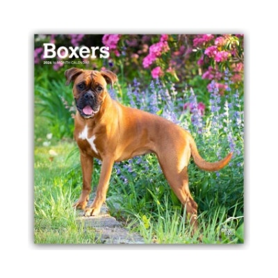 Browntrout Verlags GmbH Boxers - Boxer 2026 - 16-Monatskalender | BrownTrout Publishers Inc