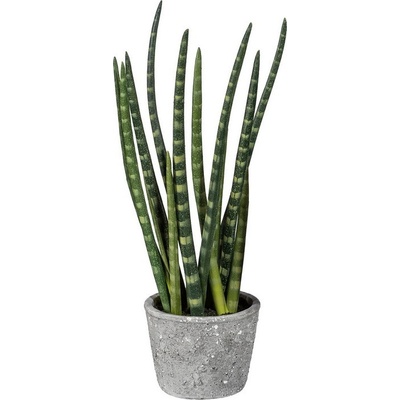 Sanseveria v kvetináči, 45cm
