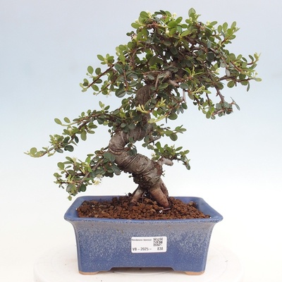 e-bonsai Venkovní bonsai-Cotoneaster dammeri - Skalník Damerův