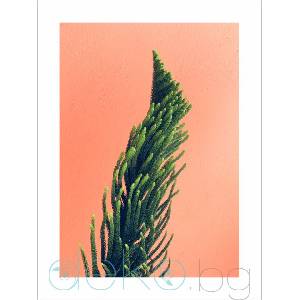  Принт Сукулент на фон с цвят сьомга (Print106)