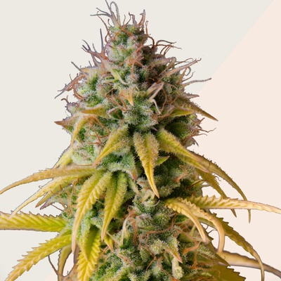 Kera Seeds Zkittles semienka neobsahujú THC 10 ks