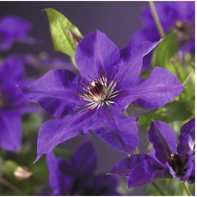 neuvedené Plamienok veľkokvetý FloraSelf Clematis hybrid 'The President' 50-70 cm kvetináč 2,3 l