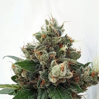 Expert Seeds Respect 4 Gorilla semena neobsahují THC 3 ks