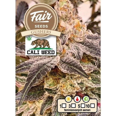 Fair Seeds Gushers semena neobsahují THC 10 ks