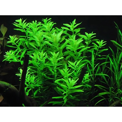 Limnophila aromatica Green