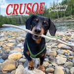 Willow Creek Press Calendars Crusoe the Celebrity Dachshund 2026 7 X 7 Mini Wall Calendar